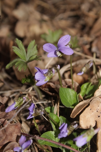 Hairy violet (Viola hirta)