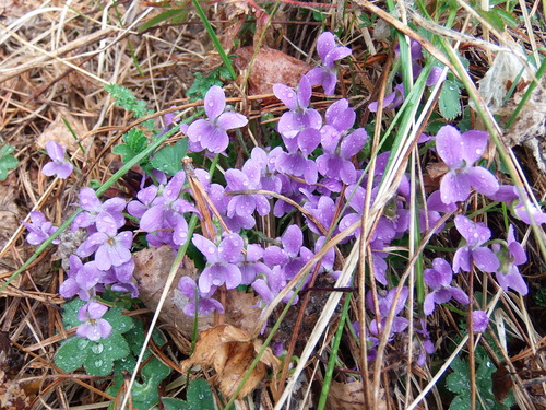 Hairy violet (Viola hirta)
