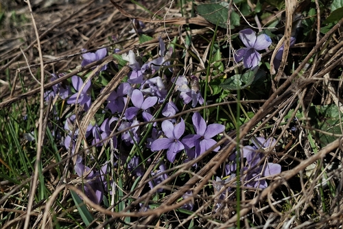 Hairy violet (Viola hirta)