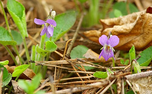 Hairy violet: Fiołek kosmaty