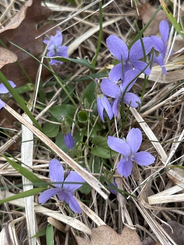 Hairy violet (Viola hirta)