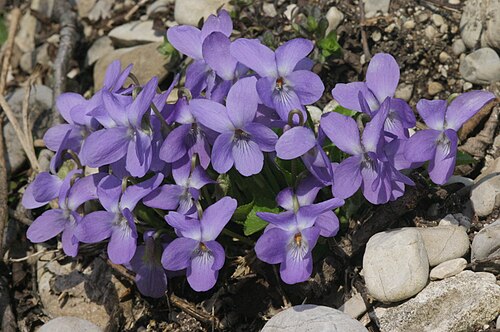 Hairy violet: Viola hirta