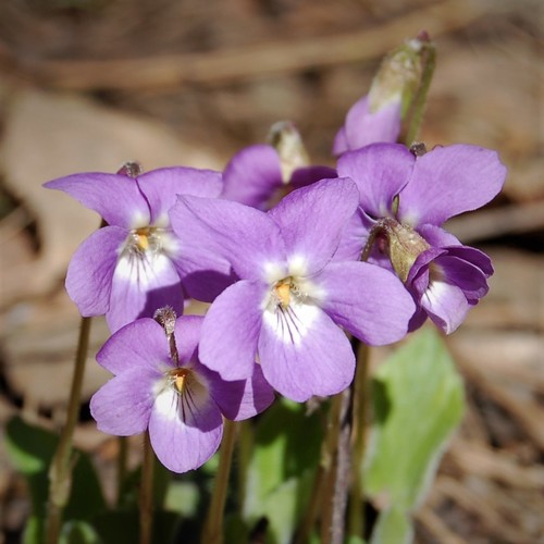 Hairy violet (Viola hirta)