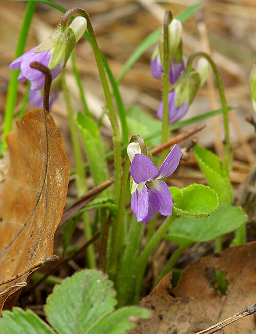 Hairy violet: Fiołek kosmaty