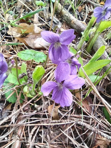 Hairy violet (Viola hirta)
