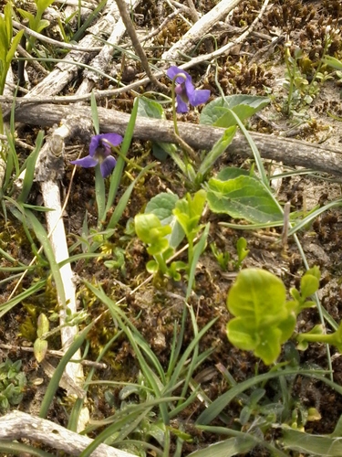 Hairy violet (Viola hirta)