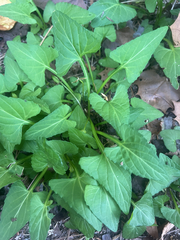 Viola inconspicua (Viola inconspicua)
