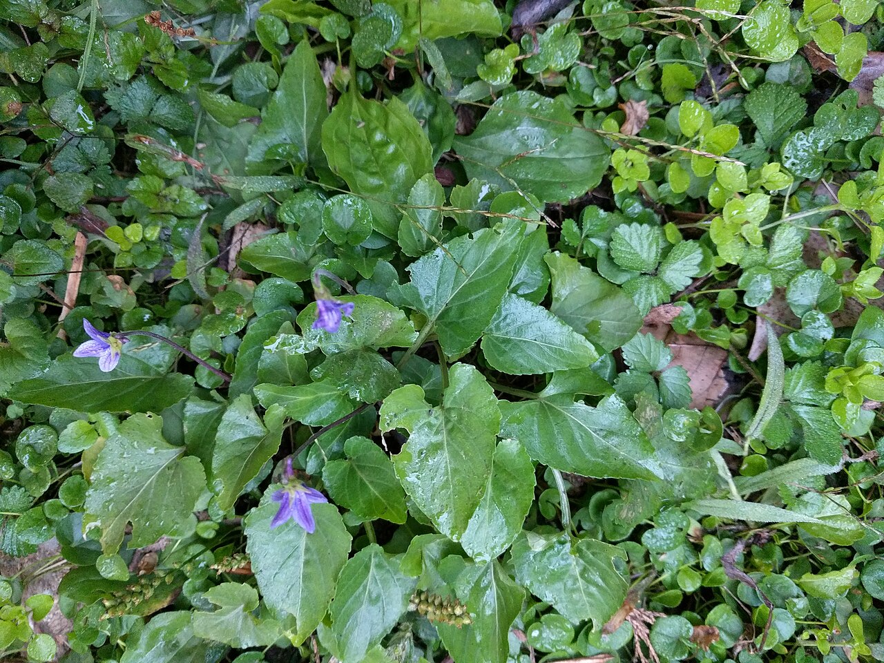 Viola inconspicua: Viola inconspicua , photographed in Central China Normal University, Wuhan, Hubei Province, China