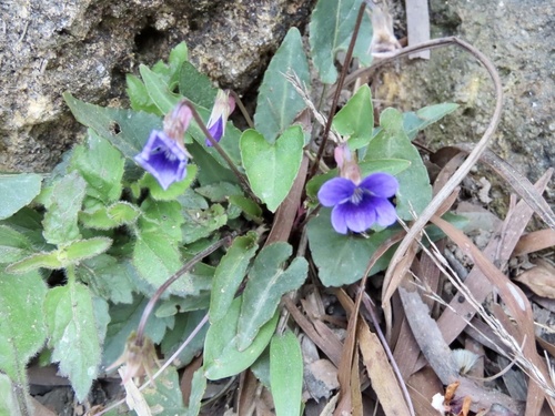 Viola inconspicua (Viola inconspicua)