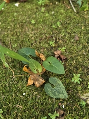 Viola inconspicua (Viola inconspicua)