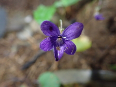 Viola inconspicua (Viola inconspicua)