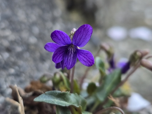 Viola inconspicua (Viola inconspicua)