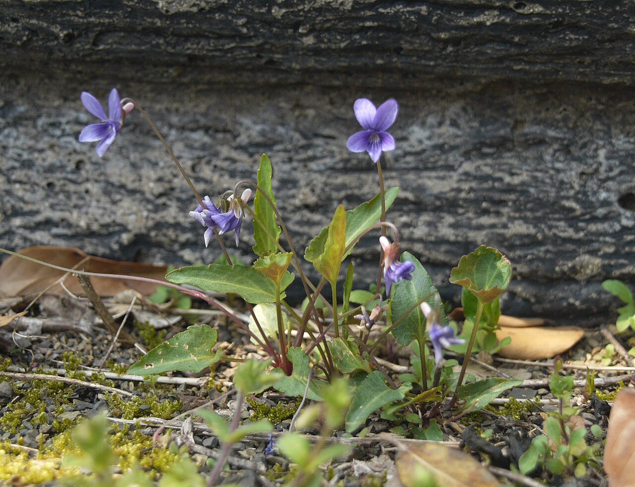 Viola inconspicua: Viola minor