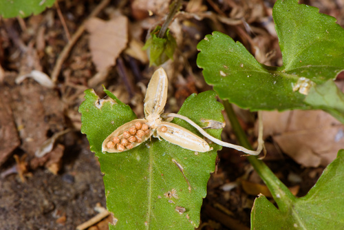 Viola inconspicua (Viola inconspicua)