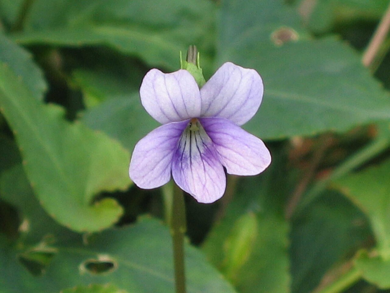 Viola inconspicua: Viola inconspicua