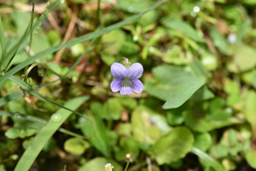 Viola inconspicua (Viola inconspicua)