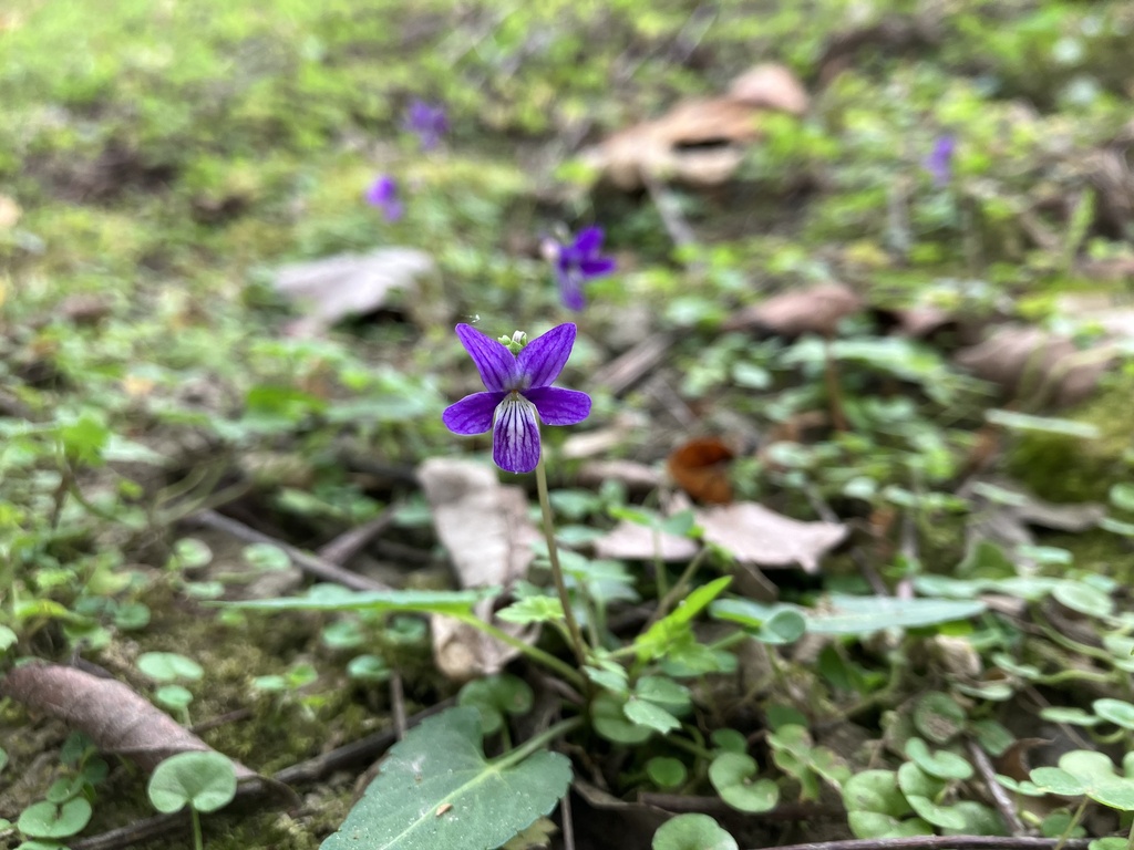 Viola inconspicua (Viola inconspicua)