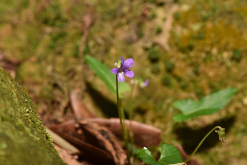 Viola inconspicua (Viola inconspicua)