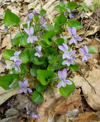 Alpine violet (Viola labradorica)