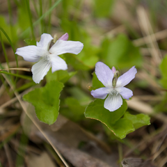 Alpine violet (Viola labradorica)