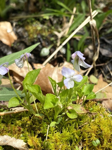 Alpine violet (Viola labradorica)