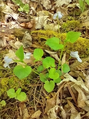 Alpine violet (Viola labradorica)