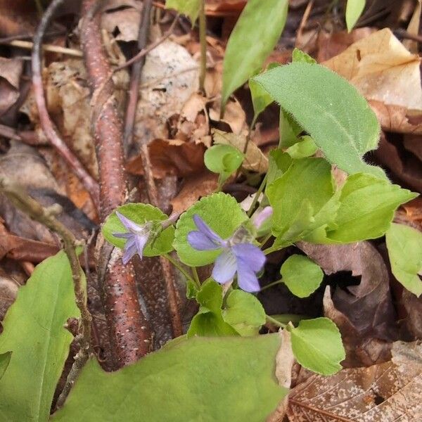 Alpine violet (Viola labradorica)