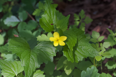 Pine violet (Viola lobata)