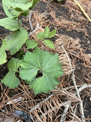Pine violet (Viola lobata)