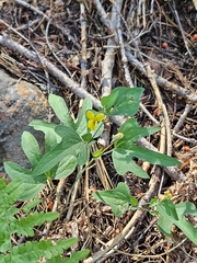 Pine violet (Viola lobata)