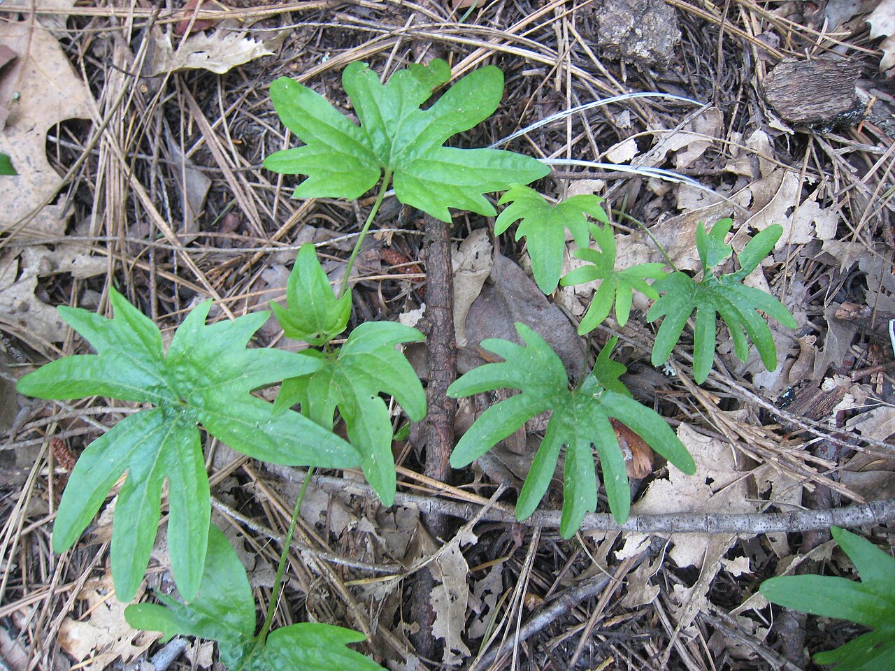 Pine violet: Growing in shade in California sierra foothills at about 2300 ft.