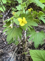 Pine violet (Viola lobata)