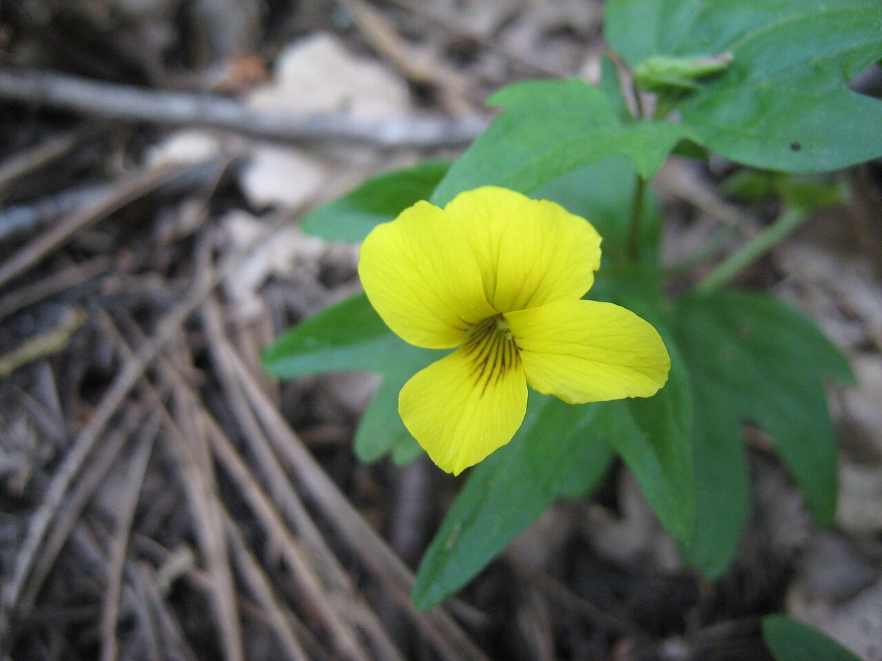 Pine violet: Growing in shade in California sierra foothills at about 2300 ft.