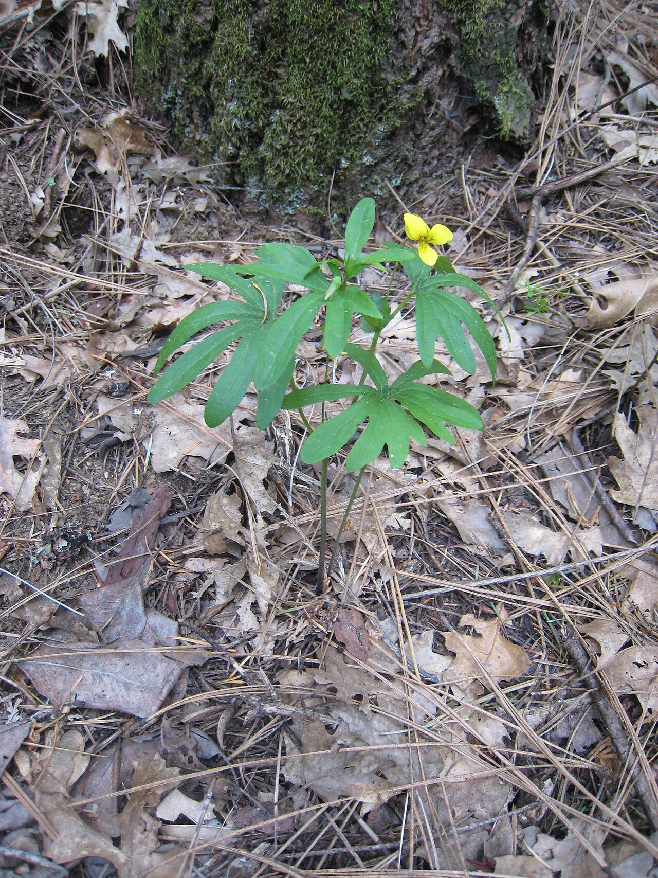 Pine violet: Growing in shade in California sierra foothills at about 2300 ft.