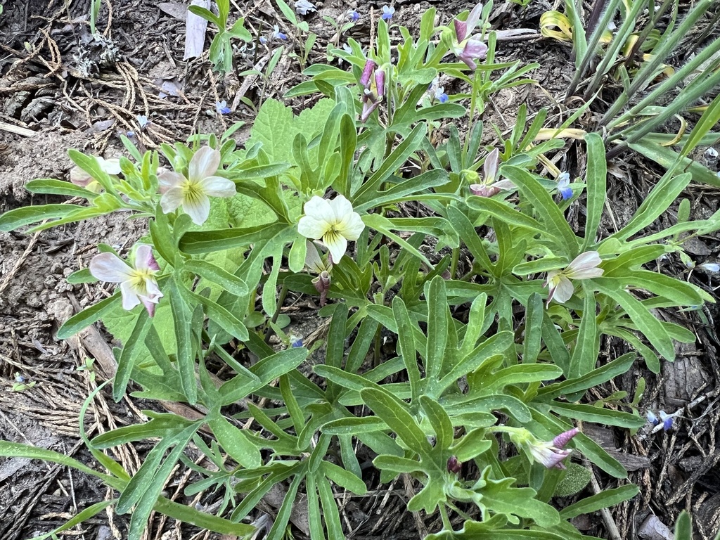 Pine violet (Viola lobata)