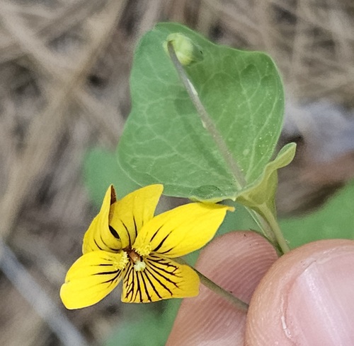 Pine violet (Viola lobata)