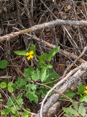 Pine violet (Viola lobata)
