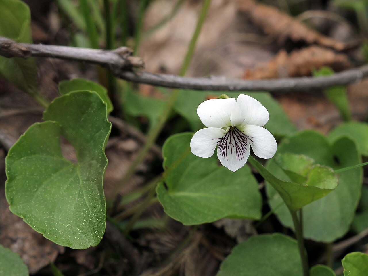 Small white violet: Viola macloskeyi , smooth white violet Cranberry Creek / Thielman Road area, Goulais River, Ontario, Canada