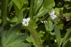 Small white violet (Viola macloskeyi)