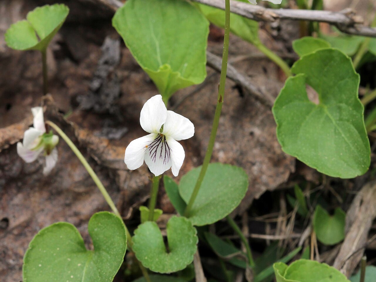 Small white violet: Viola macloskeyi , smooth white violet Cranberry Creek / Thielman Road area, Goulais River, Ontario, Canada