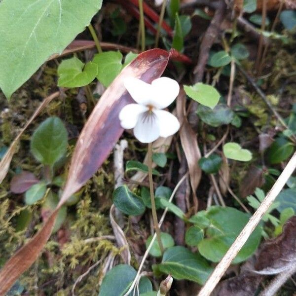 Small white violet (Viola macloskeyi)