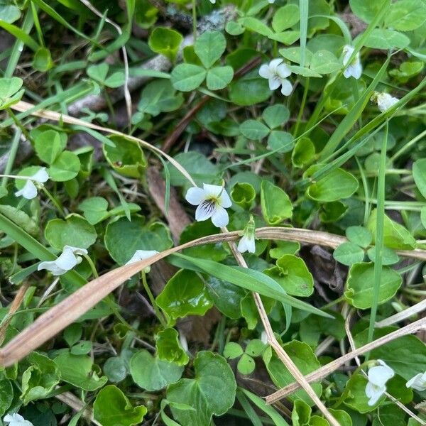Small white violet (Viola macloskeyi)