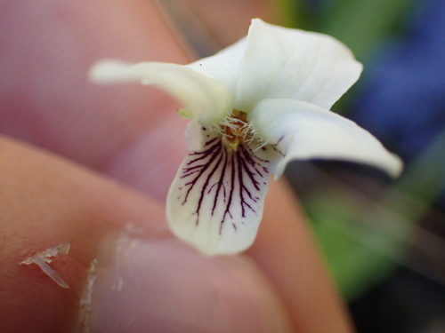 Small white violet (Viola macloskeyi)