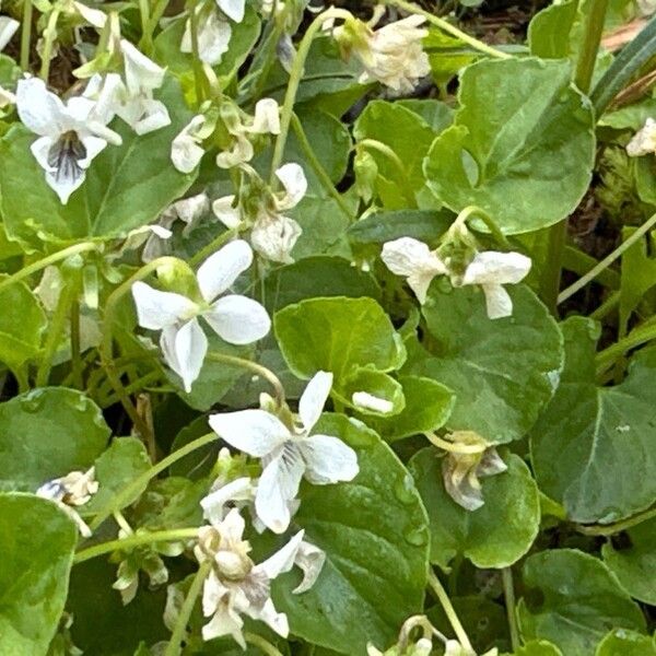 Small white violet (Viola macloskeyi)