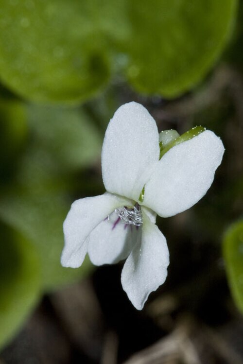 Small white violet: Viola macloskeyi in Grass Lake, El Dorado Co., California, USA