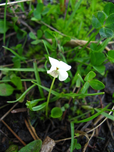 Small white violet (Viola macloskeyi)