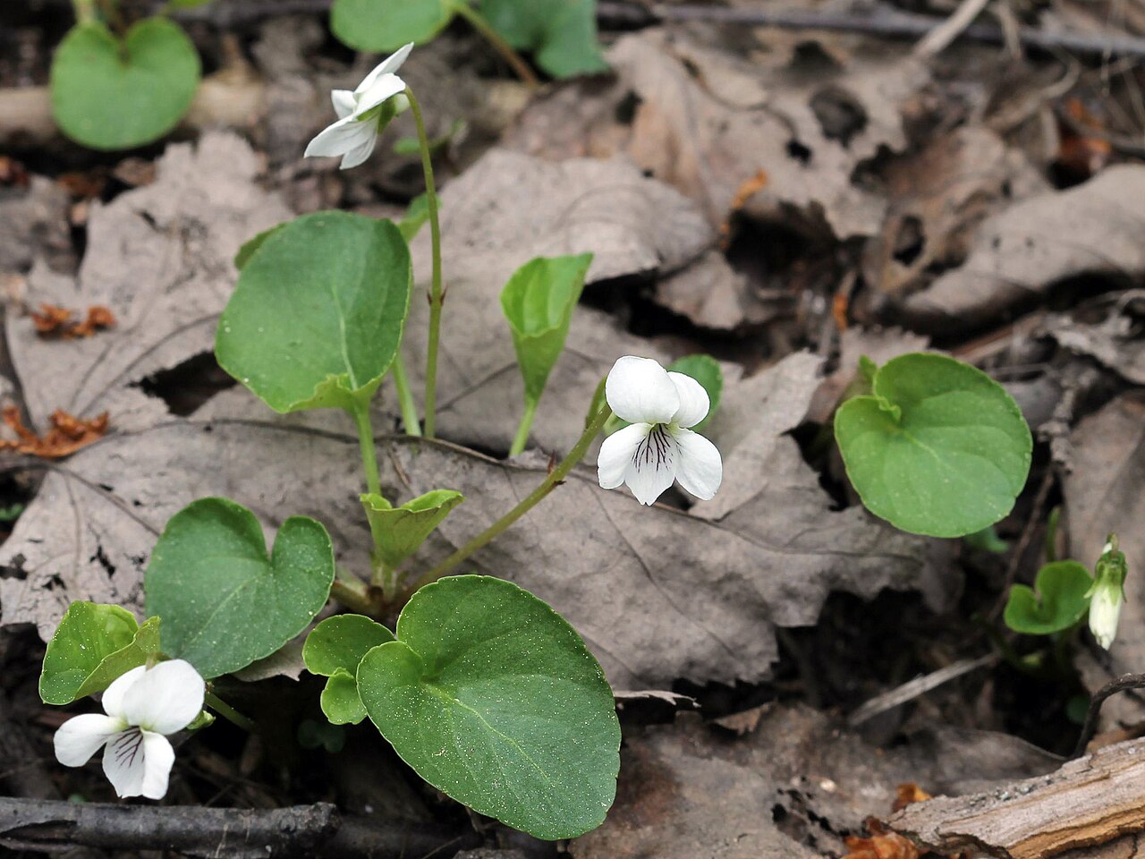 Small white violet: Viola macloskeyi , smooth white violet Cranberry Creek / Thielman Road area, Goulais River, Ontario, Canada