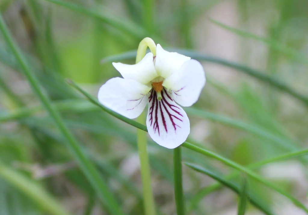 Small white violet: Small White Violet