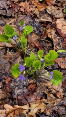 Wonder violet (Viola mirabilis)