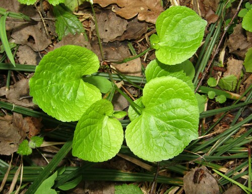 Wonder violet (Viola mirabilis)
